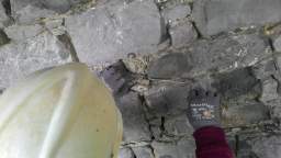 acastle
                          112340.jpg